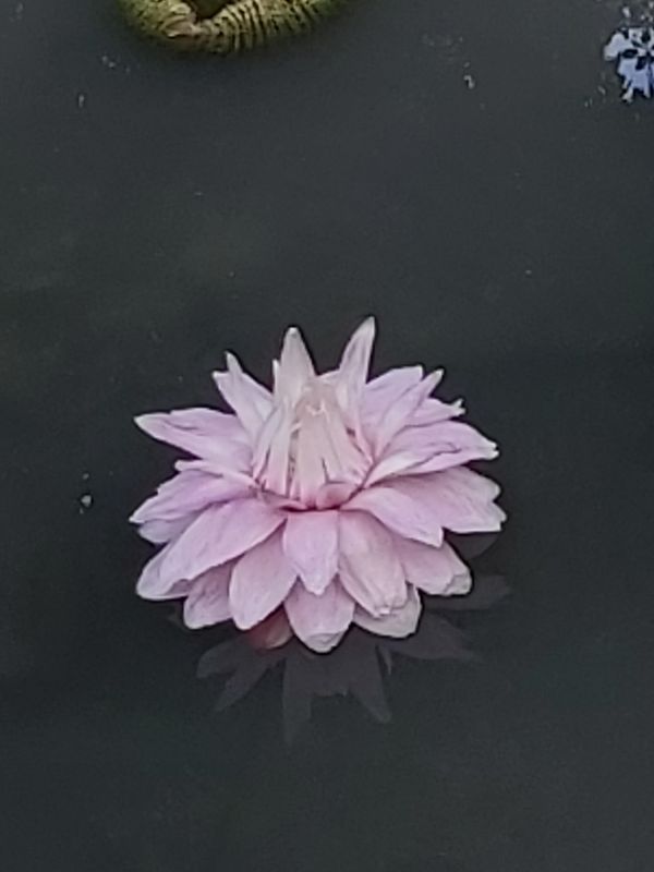 潘保母